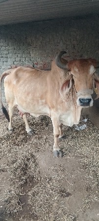 ગાય વેચવાની છે