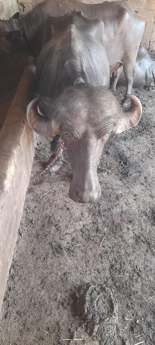 ભેસ વેશવાની છે