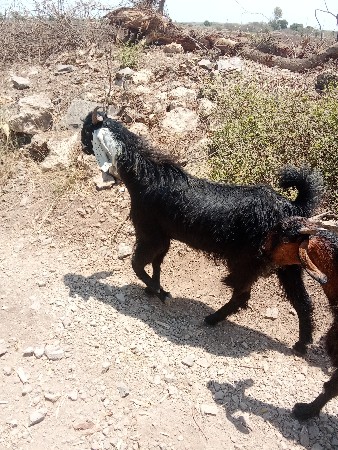 બે બોકડા 2,5 અંઢી વર્ષ ના