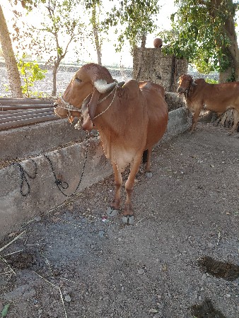 બળદ વેચવાના છે પેલી ઘરના છે