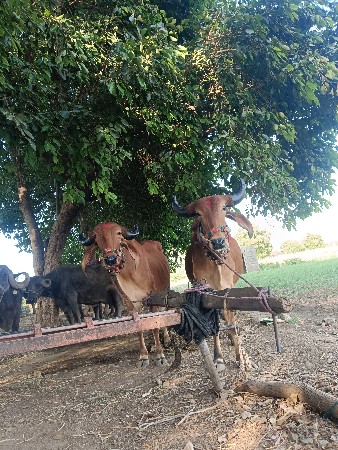 ચાર દાંત ના છે ગાડે હાલે છે