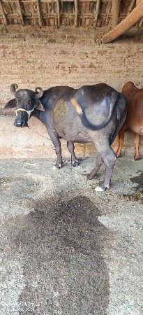 વેચવાની છે