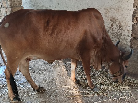 ગાય વેચવાની છે.
