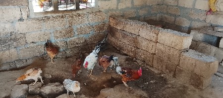 કુકડા વેચવાના છે