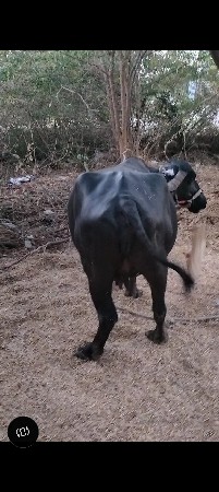 7 mo mahino hale 
3 vetar