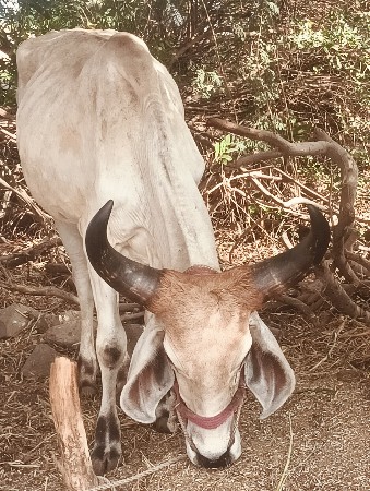 ગોઢલા વેસવા ના છે