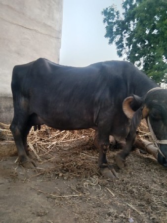 vechvani che