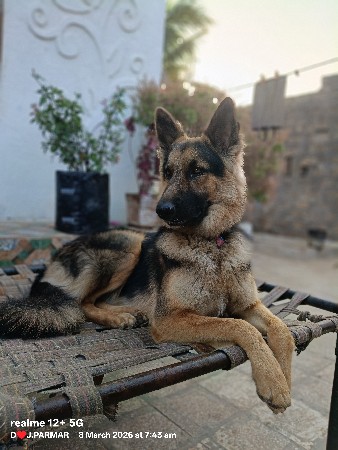 જર્મરશેફર્ડ લોંગ કોટ એલ સેફ