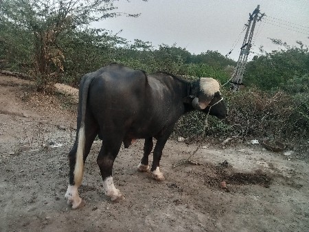 પાડો વેચવાનો છે