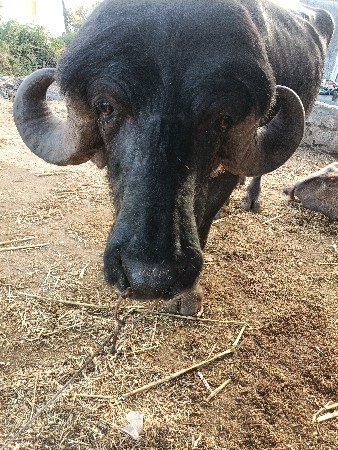 આ પાડો વેસવાનો છે