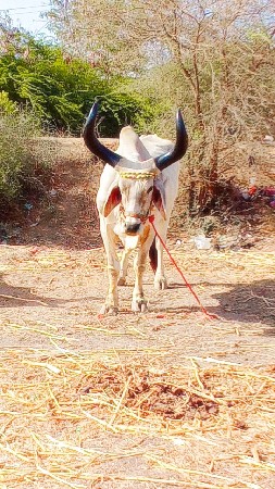 ત્રીજી ધર્મ છે ફુલ જવાબદારી વેચવાના