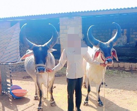 બળદ વેસવના છે