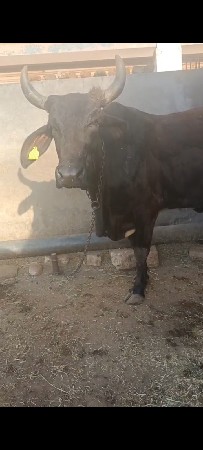 આ જરસી ગાય વેચવાની છે