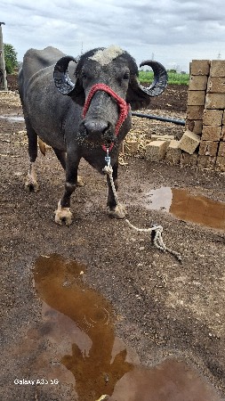 2 પેલા વેતર ની ખડેલી વેચવાની છે