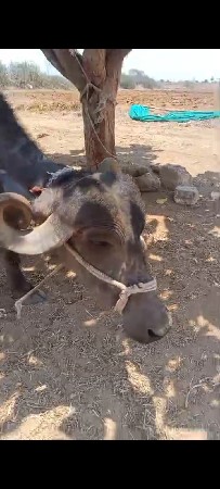 પેલા વેતર ની ખડેલી વેશવા ની છે