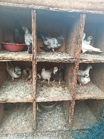 મોં 6251087720