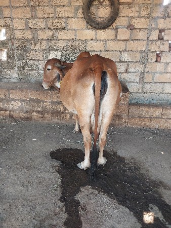 વેસવાનિસે