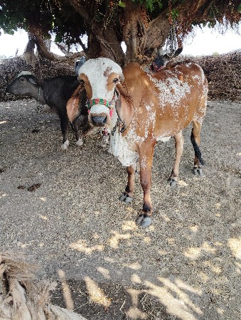 ગાયનેહોડકીવેચવાનાછે