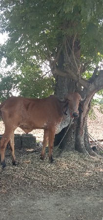 1 વાવણી વાવેલો