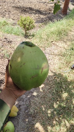 નાળિયેર