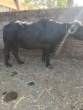 2 વેતરી ખડેલી