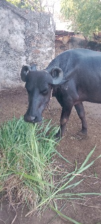 ખડેલી વેચવાની છે
