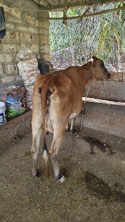 ગાય વેચવાની છે