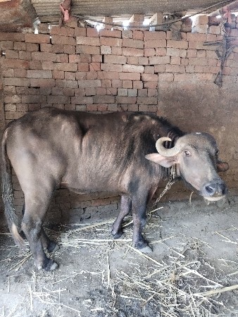 ભેંશ વેચવાની છે