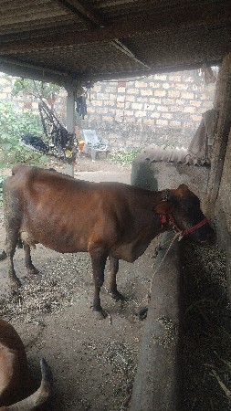 ગાય એસ એફ જર્સી સાવ સોજી