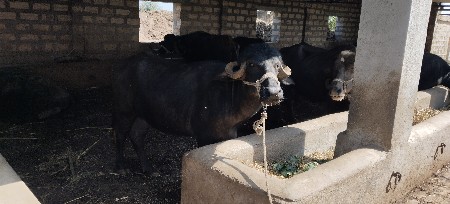 kadelu