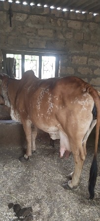 વેસવાની
