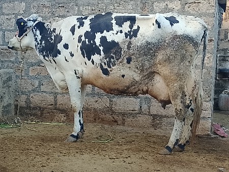 ગાય વેચવાની છે