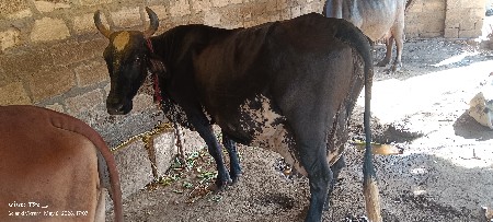 ગાય વેચવાની છે