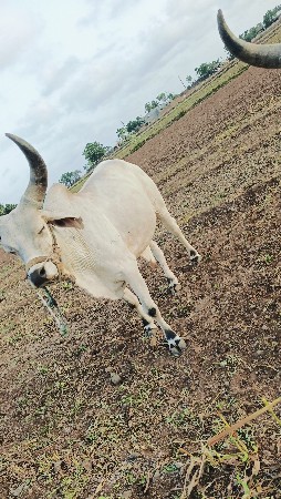 કોટલા વેચી નાખવાના છે.