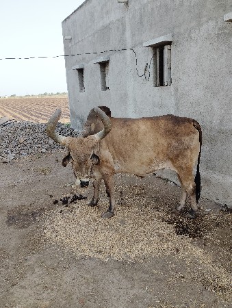 બળદ વેચવા ના છે