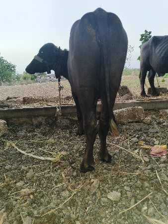 ખડેલી વેચવાની છે ભાઈ