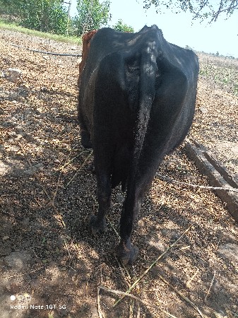 bhesh veshvani che