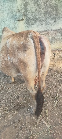 10 di ni kashi