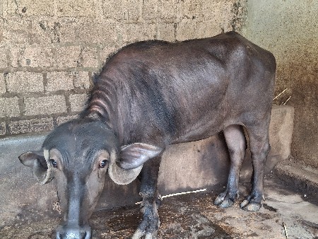 ખડેલી