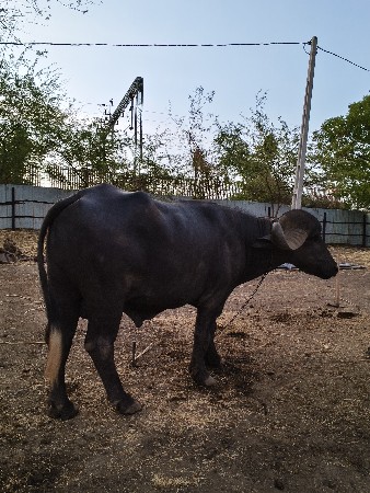 પાડો વેચવાનો છે