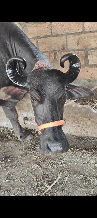 બીજા વેતર નિ ભેંસ વેચવાની હે