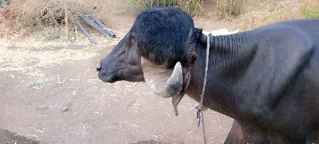 આ પાડો વેસવાનો છે