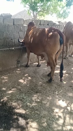 ગીર ગાય વેચવાની છે