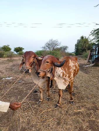 બળદ