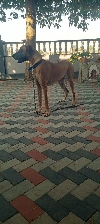 fimel Dog
