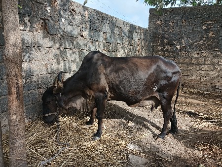 વેચવાની છે