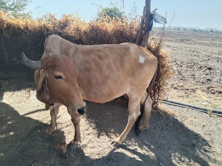 ગાય
