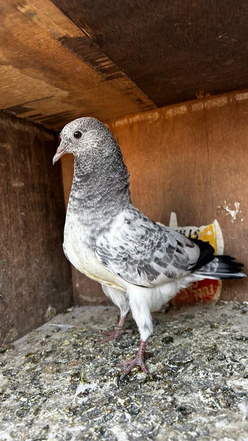 13 nag for sale