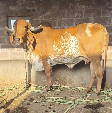 ગીર ગાય 20કાચીછે