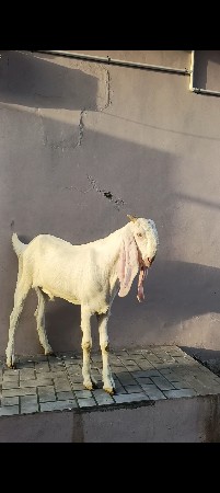 બકરા વેચવાનાછે